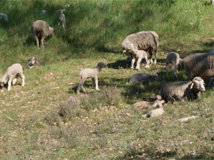 moutons1704 00